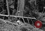Standbild Holzfäller Skalierung hohe Bäume Taiwan, 1940, aus Sekunde 36 historischem Filmmaterial Videoclip 65675069926