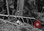 Standbild Holzfäller Skalierung hohe Bäume Taiwan, 1940, aus Sekunde 38 historischem Filmmaterial Videoclip 65675069926