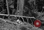 Standbild Holzfäller Skalierung hohe Bäume Taiwan, 1940, aus Sekunde 39 historischem Filmmaterial Videoclip 65675069926