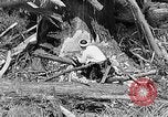 Standbild Holzfäller Skalierung hohe Bäume Taiwan, 1940, aus Sekunde 40 historischem Filmmaterial Videoclip 65675069926