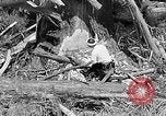 Standbild Holzfäller Skalierung hohe Bäume Taiwan, 1940, aus Sekunde 41 historischem Filmmaterial Videoclip 65675069926