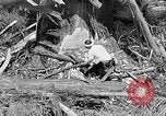Standbild Holzfäller Skalierung hohe Bäume Taiwan, 1940, aus Sekunde 42 historischem Filmmaterial Videoclip 65675069926