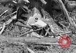 Standbild Holzfäller Skalierung hohe Bäume Taiwan, 1940, aus Sekunde 43 historischem Filmmaterial Videoclip 65675069926