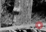 Standbild Holzfäller Skalierung hohe Bäume Taiwan, 1940, aus Sekunde 44 historischem Filmmaterial Videoclip 65675069926