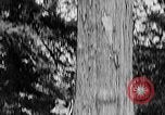 Standbild Holzfäller Skalierung hohe Bäume Taiwan, 1940, aus Sekunde 45 historischem Filmmaterial Videoclip 65675069926