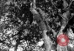 Standbild Holzfäller Skalierung hohe Bäume Taiwan, 1940, aus Sekunde 49 historischem Filmmaterial Videoclip 65675069926