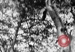 Standbild Holzfäller Skalierung hohe Bäume Taiwan, 1940, aus Sekunde 50 historischem Filmmaterial Videoclip 65675069926