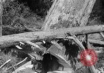 Standbild Holzfäller Skalierung hohe Bäume Taiwan, 1940, aus Sekunde 52 historischem Filmmaterial Videoclip 65675069926