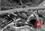 Standbild Holzfäller Skalierung hohe Bäume Taiwan, 1940, aus Sekunde 53 historischem Filmmaterial Videoclip 65675069926