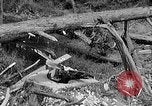 Standbild Holzfäller Skalierung hohe Bäume Taiwan, 1940, aus Sekunde 54 historischem Filmmaterial Videoclip 65675069926
