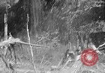 Standbild Holzfäller Skalierung hohe Bäume Taiwan, 1940, aus Sekunde 55 historischem Filmmaterial Videoclip 65675069926