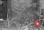 Standbild Holzfäller Skalierung hohe Bäume Taiwan, 1940, aus Sekunde 57 historischem Filmmaterial Videoclip 65675069926