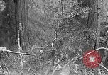 Standbild Holzfäller Skalierung hohe Bäume Taiwan, 1940, aus Sekunde 58 historischem Filmmaterial Videoclip 65675069926