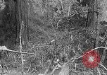 Standbild Holzfäller Skalierung hohe Bäume Taiwan, 1940, aus Sekunde 59 historischem Filmmaterial Videoclip 65675069926