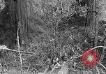 Standbild Holzfäller Skalierung hohe Bäume Taiwan, 1940, aus Sekunde 60 historischem Filmmaterial Videoclip 65675069926