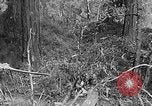 Standbild Holzfäller Skalierung hohe Bäume Taiwan, 1940, aus Sekunde 61 historischem Filmmaterial Videoclip 65675069926