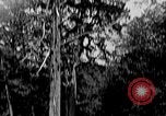 Standbild Holzfäller Skalierung hohe Bäume Taiwan, 1940, aus Sekunde 62 historischem Filmmaterial Videoclip 65675069926