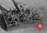 Immagine di Laboratori sperimentali centrali per l'agricoltura Taiwan Taiwan, 1940, secondo 12 filmato di repertorio 65675069929