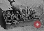 Immagine di Laboratori sperimentali centrali per l'agricoltura Taiwan Taiwan, 1940, secondo 13 filmato di repertorio 65675069929