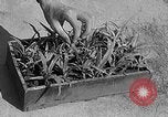 Immagine di Laboratori sperimentali centrali per l'agricoltura Taiwan Taiwan, 1940, secondo 14 filmato di repertorio 65675069929