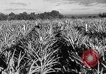 Immagine di Laboratori sperimentali centrali per l'agricoltura Taiwan Taiwan, 1940, secondo 29 filmato di repertorio 65675069929