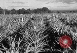 Immagine di Laboratori sperimentali centrali per l'agricoltura Taiwan Taiwan, 1940, secondo 30 filmato di repertorio 65675069929