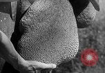 Immagine di Laboratori sperimentali centrali per l'agricoltura Taiwan Taiwan, 1940, secondo 41 filmato di repertorio 65675069929