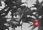 Immagine di Laboratori sperimentali centrali per l'agricoltura Taiwan Taiwan, 1940, secondo 45 filmato di repertorio 65675069929