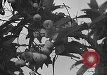 Immagine di Laboratori sperimentali centrali per l'agricoltura Taiwan Taiwan, 1940, secondo 46 filmato di repertorio 65675069929