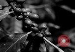 Immagine di Laboratori sperimentali centrali per l'agricoltura Taiwan Taiwan, 1940, secondo 51 filmato di repertorio 65675069929