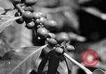 Immagine di Laboratori sperimentali centrali per l'agricoltura Taiwan Taiwan, 1940, secondo 52 filmato di repertorio 65675069929