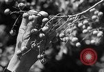 Immagine di Laboratori sperimentali centrali per l'agricoltura Taiwan Taiwan, 1940, secondo 62 filmato di repertorio 65675069929