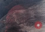 Image of stratovolcano Washington Mount Saint Helens USA, 1980, second 33 stock footage video 65675069966