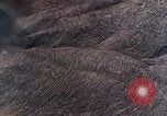 Image of stratovolcano Washington Mount Saint Helens USA, 1980, second 45 stock footage video 65675069966