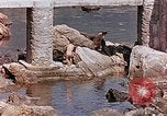 Image Corse Harbour France, 1944, de la seconde 60 séquences d'archives historiques vidéo 65675070017