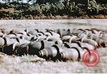 Standbild US 351 Bombe Gruppe Vorbereitung auf die Sendung über Deutschland England, 1943, aus Sekunde 47 historischem Filmmaterial Videoclip 65675070035