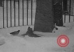 Image of snow storm Buffalo New York USA, 1939, second 20 stock footage video 65675070055
