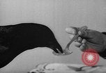 Image of pet crow Chicago Illinois USA, 1939, second 10 stock footage video 65675070058