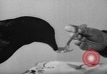 Image of pet crow Chicago Illinois USA, 1939, second 11 stock footage video 65675070058