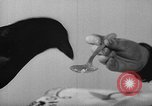 Image of pet crow Chicago Illinois USA, 1939, second 12 stock footage video 65675070058