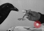 Image of pet crow Chicago Illinois USA, 1939, second 13 stock footage video 65675070058