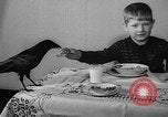 Image of pet crow Chicago Illinois USA, 1939, second 14 stock footage video 65675070058