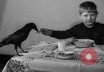 Image of pet crow Chicago Illinois USA, 1939, second 15 stock footage video 65675070058