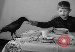 Image of pet crow Chicago Illinois USA, 1939, second 16 stock footage video 65675070058