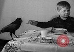 Image of pet crow Chicago Illinois USA, 1939, second 17 stock footage video 65675070058