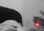 Image of pet crow Chicago Illinois USA, 1939, second 18 stock footage video 65675070058
