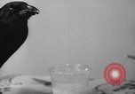 Image of pet crow Chicago Illinois USA, 1939, second 19 stock footage video 65675070058