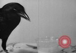Image of pet crow Chicago Illinois USA, 1939, second 20 stock footage video 65675070058