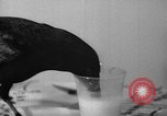Image of pet crow Chicago Illinois USA, 1939, second 21 stock footage video 65675070058