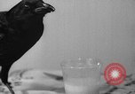 Image of pet crow Chicago Illinois USA, 1939, second 22 stock footage video 65675070058